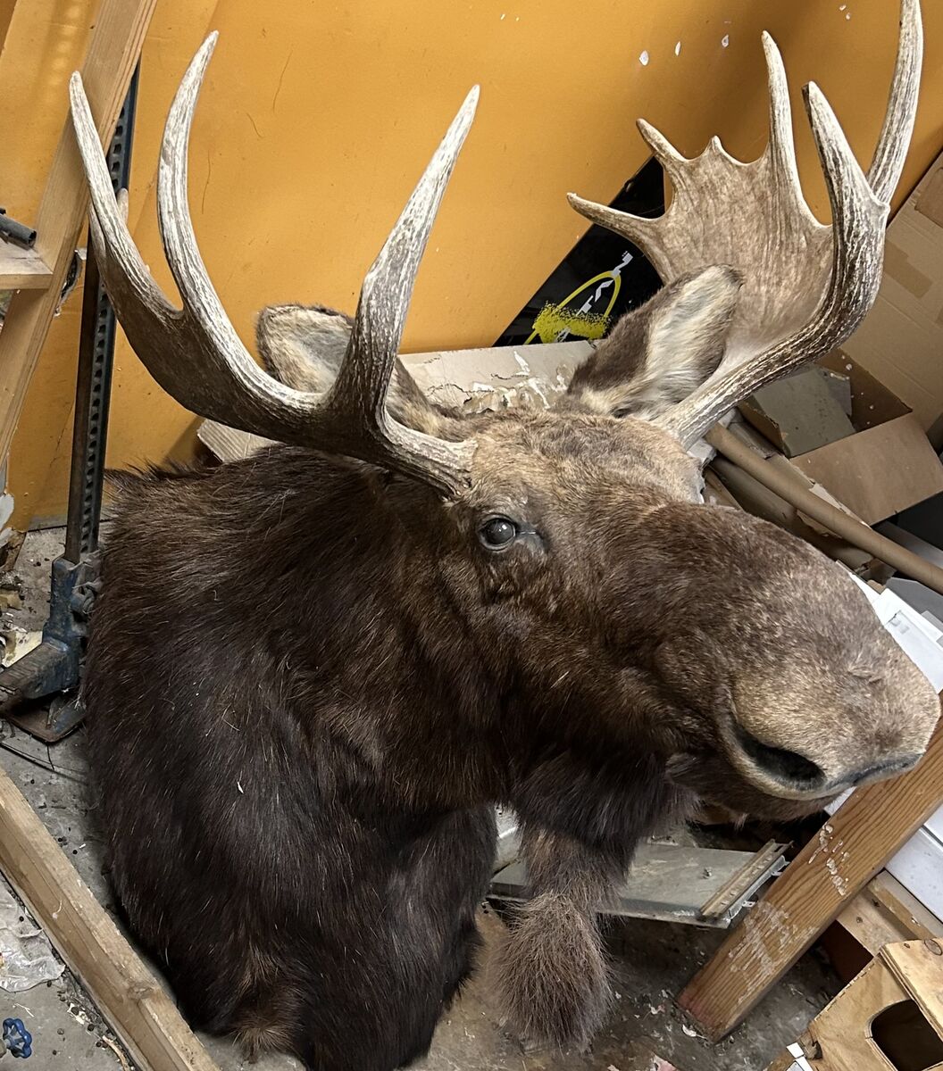 Moose Head Trophy Mount Taxidermy Wall Antlers