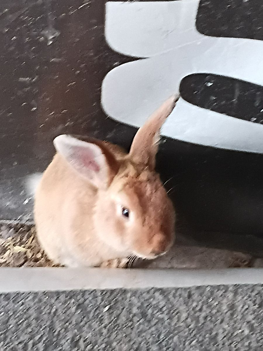 Cute rabbits and bunnies