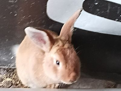 Cute rabbits and bunnies