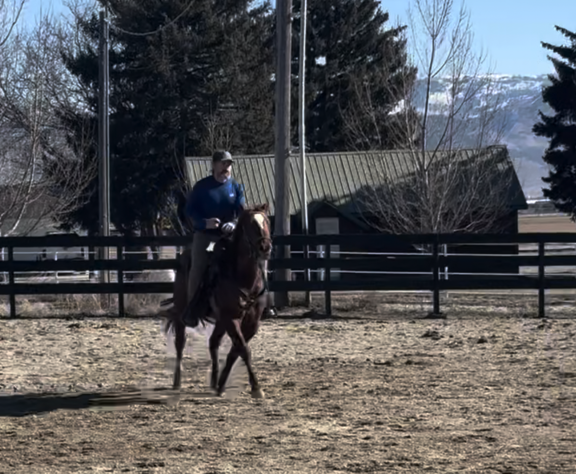 2022 AQHA Gelding