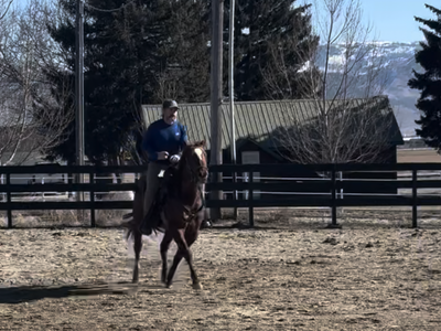 2022 AQHA Gelding