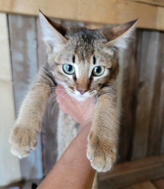 Chausie Lynx kittens!  Hypoallergenic with soft, rabbit-like fur, they're perfect pet for  FATHER'S day!