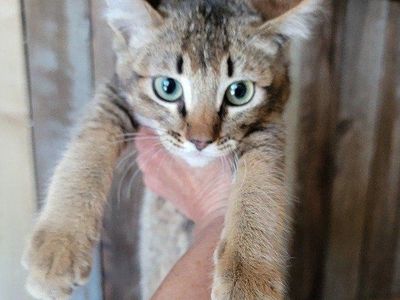 Chausie Lynx kittens! Hypoallergenic with soft, rabbit-like fur, they're perfect pet for FATHER'S day!