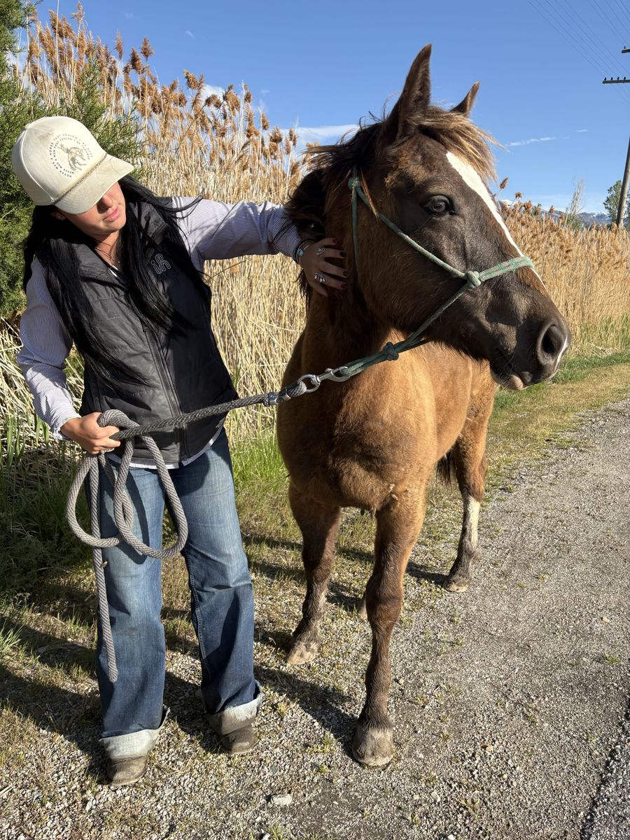 1/4 Draft Gelding Yearling