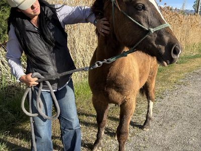 1/4 Draft Gelding Yearling