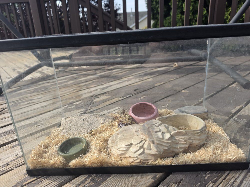 Adult female leopard gecko and tank