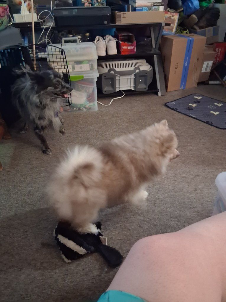 Adorable Pomeranian Male Puppies