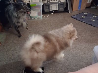 Adorable Pomeranian Male Puppies