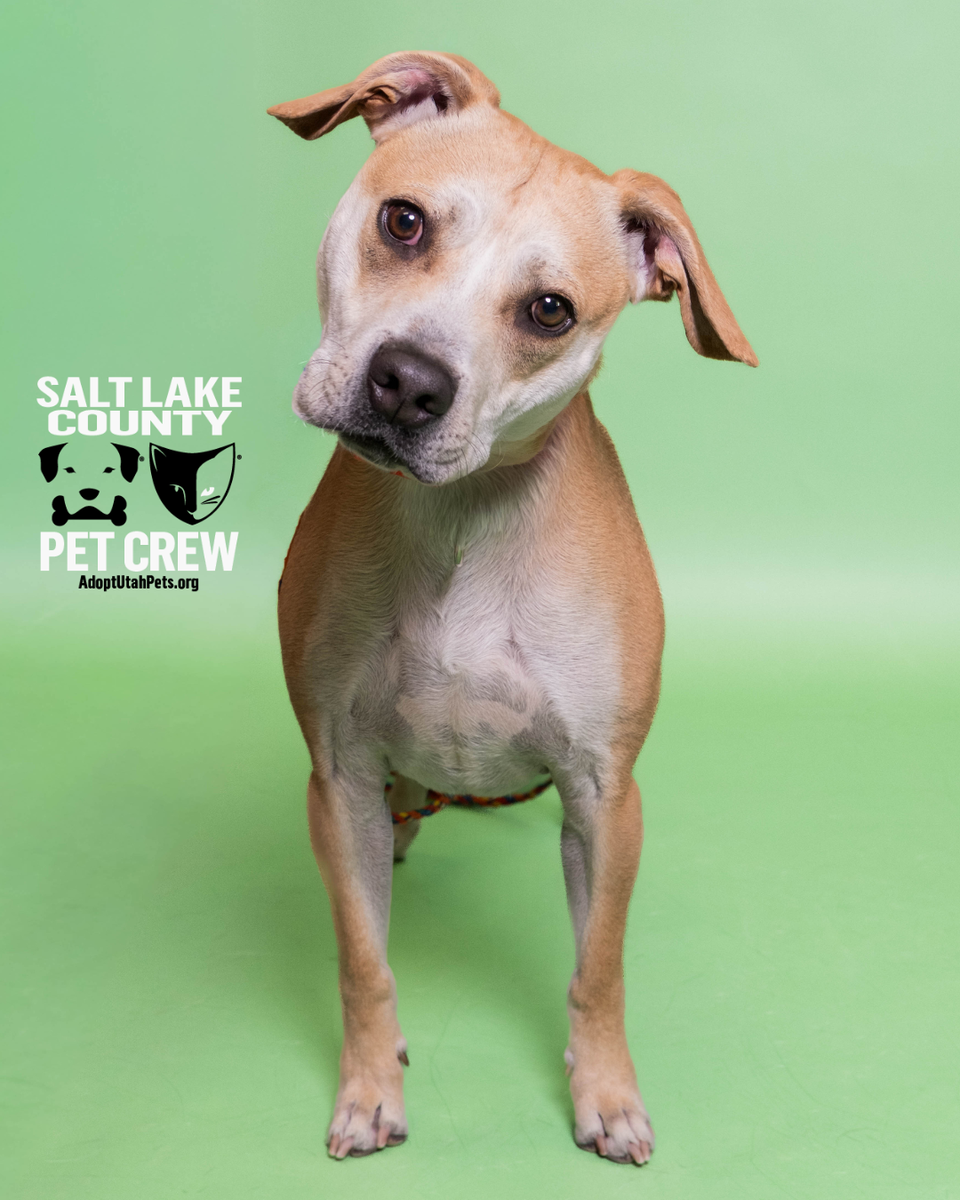A159230 Milo is Available for Adoption!