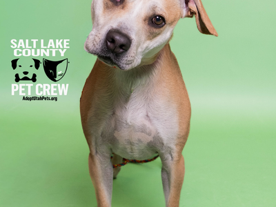 A159230 Milo is Available for Adoption!
