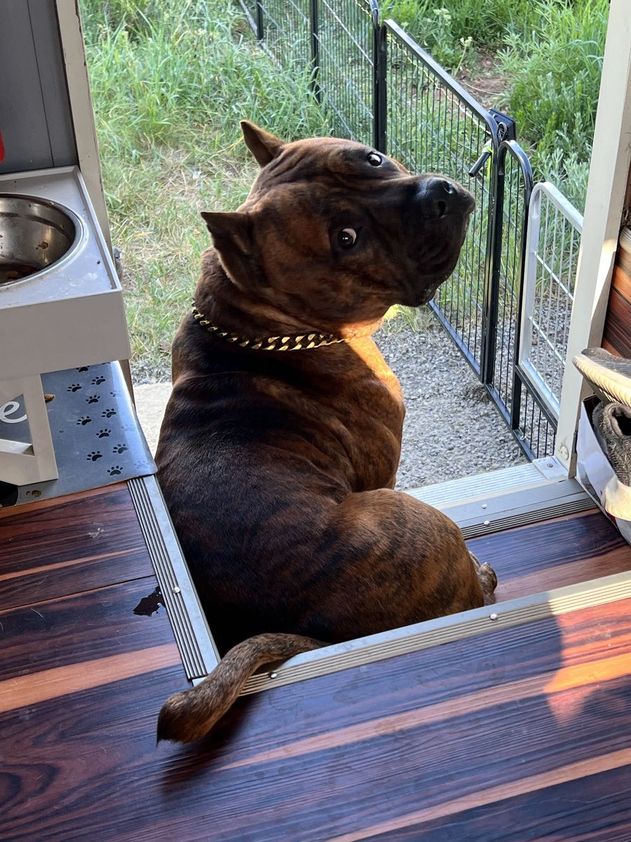 Stud Pocket bully