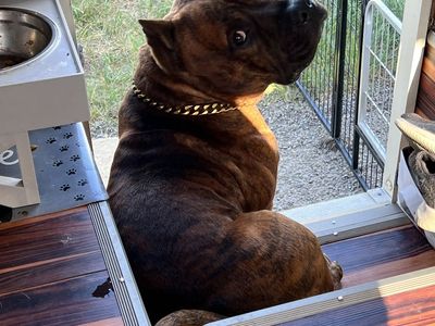 Stud Pocket bully