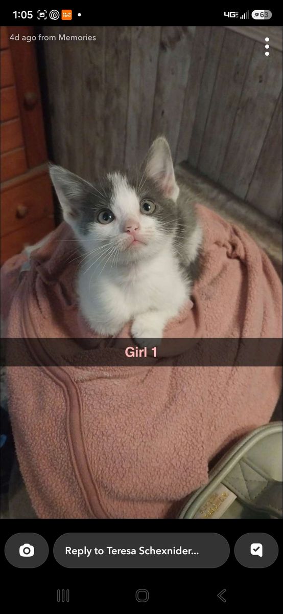 kittens looking for a home