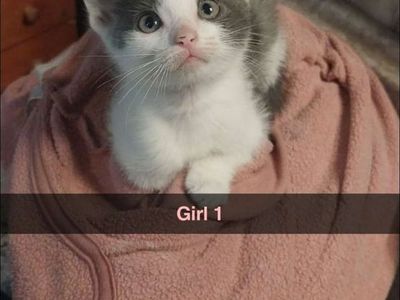 kittens looking for a home