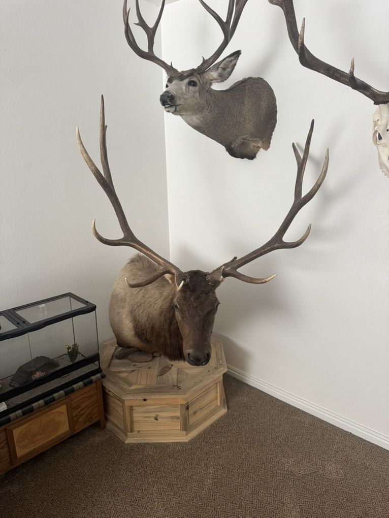 Taxidermy Pedestal