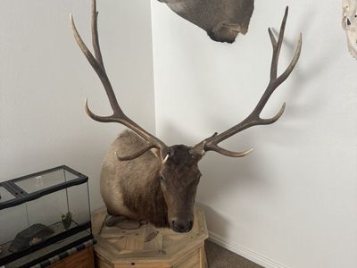 Taxidermy Pedestal