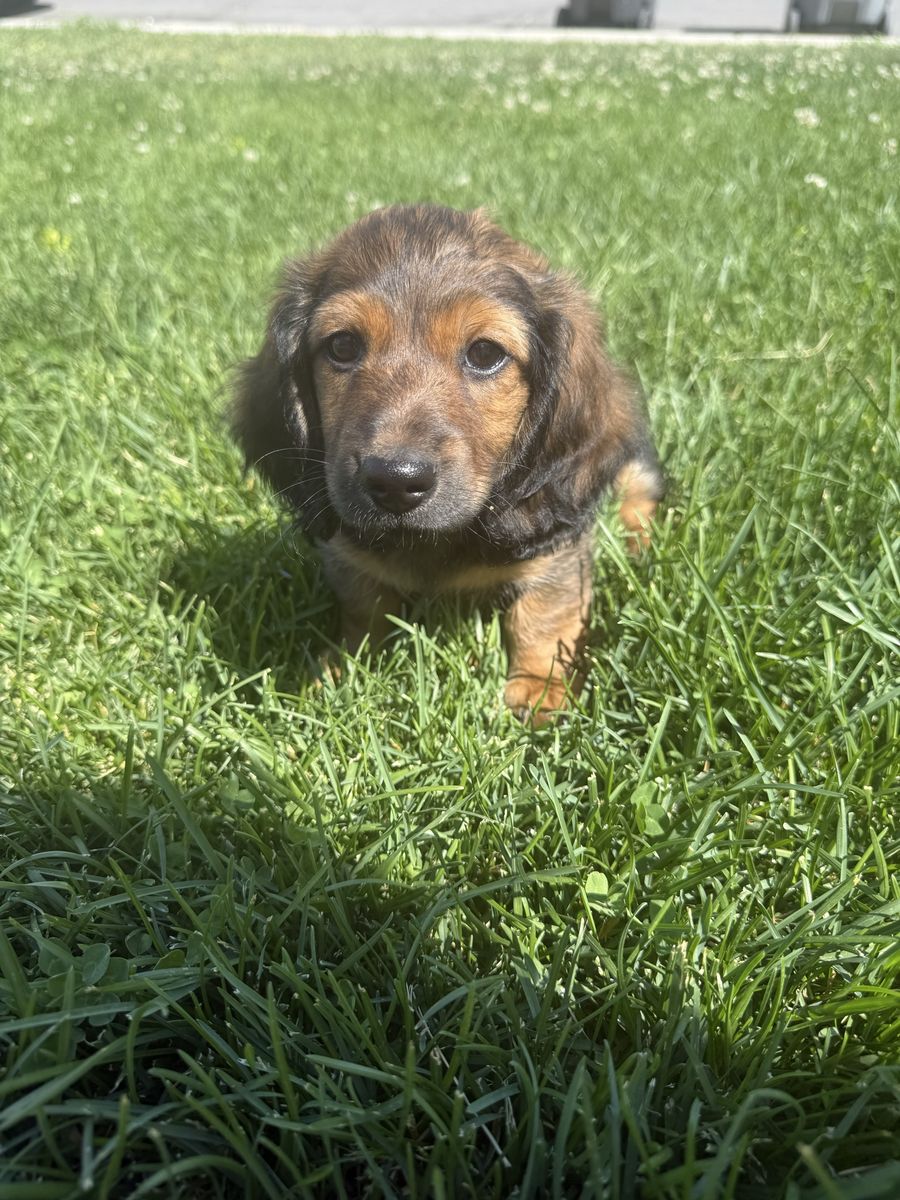 Dachshund Male Puppy 1,000