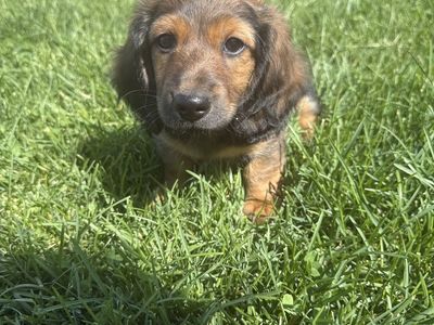 Dachshund Male Puppy 1,000