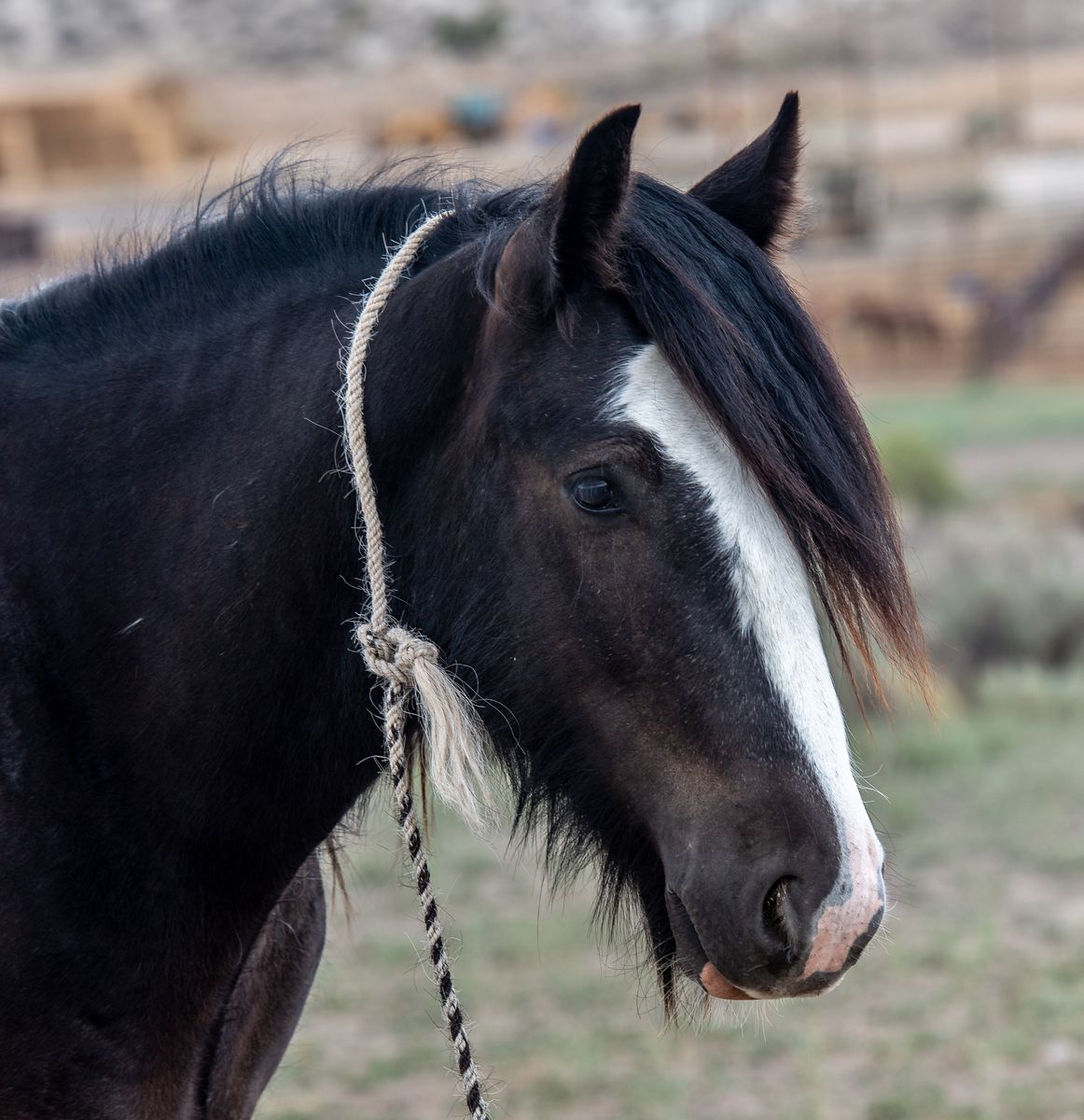 3 year old Gypsy Vanner