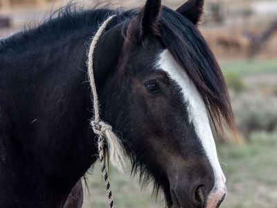 3 year old Gypsy Vanner