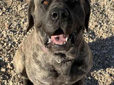 Loving English Mastiff Female Dog Looking for Great Home– $100 OBO