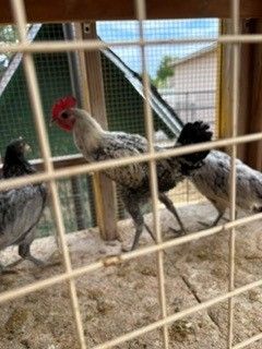 Exotic rooster hatched in May 2026 delivered from Murray Macmurray hatchery