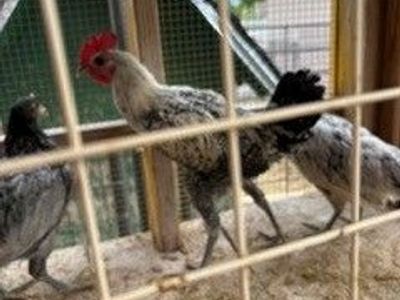 Exotic rooster hatched in May 2026 delivered from Murray Macmurray hatchery