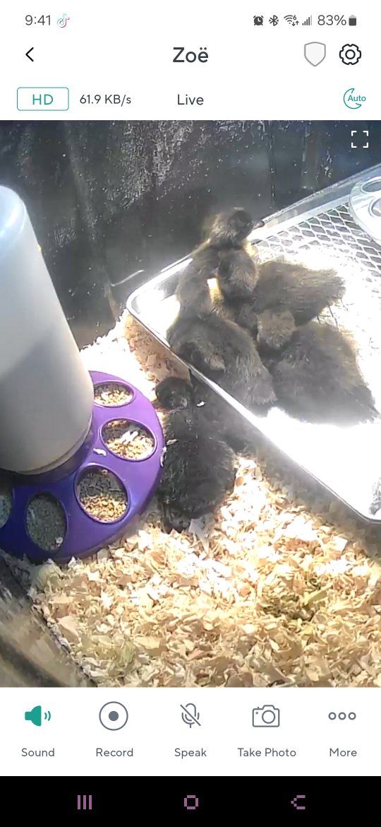 Fertilized Black Cayuga Duck Eggs
