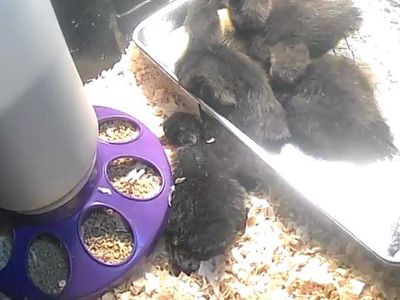 Fertilized Black Cayuga Duck Eggs