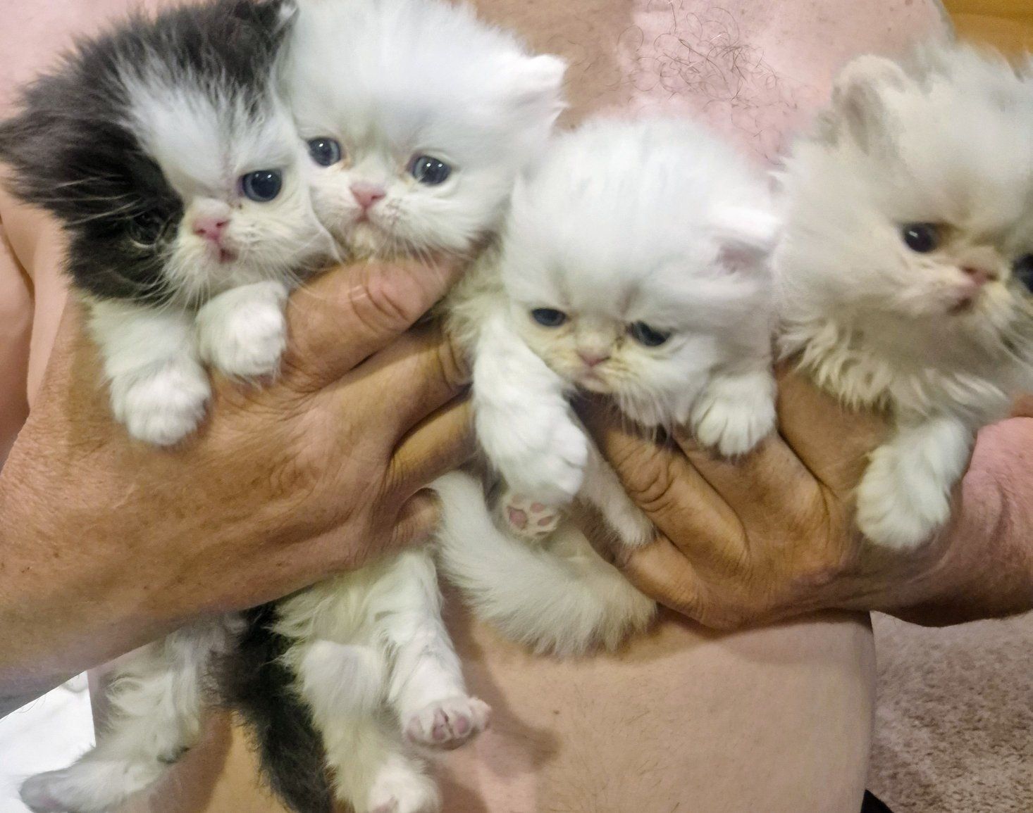 Persian Purebred kittens ( 4 total)