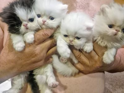 Persian Purebred kittens ( 4 total)