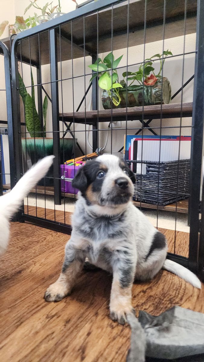 Blue Heeler Pup