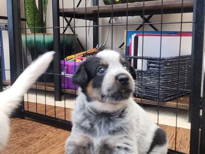 Blue Heeler Pup