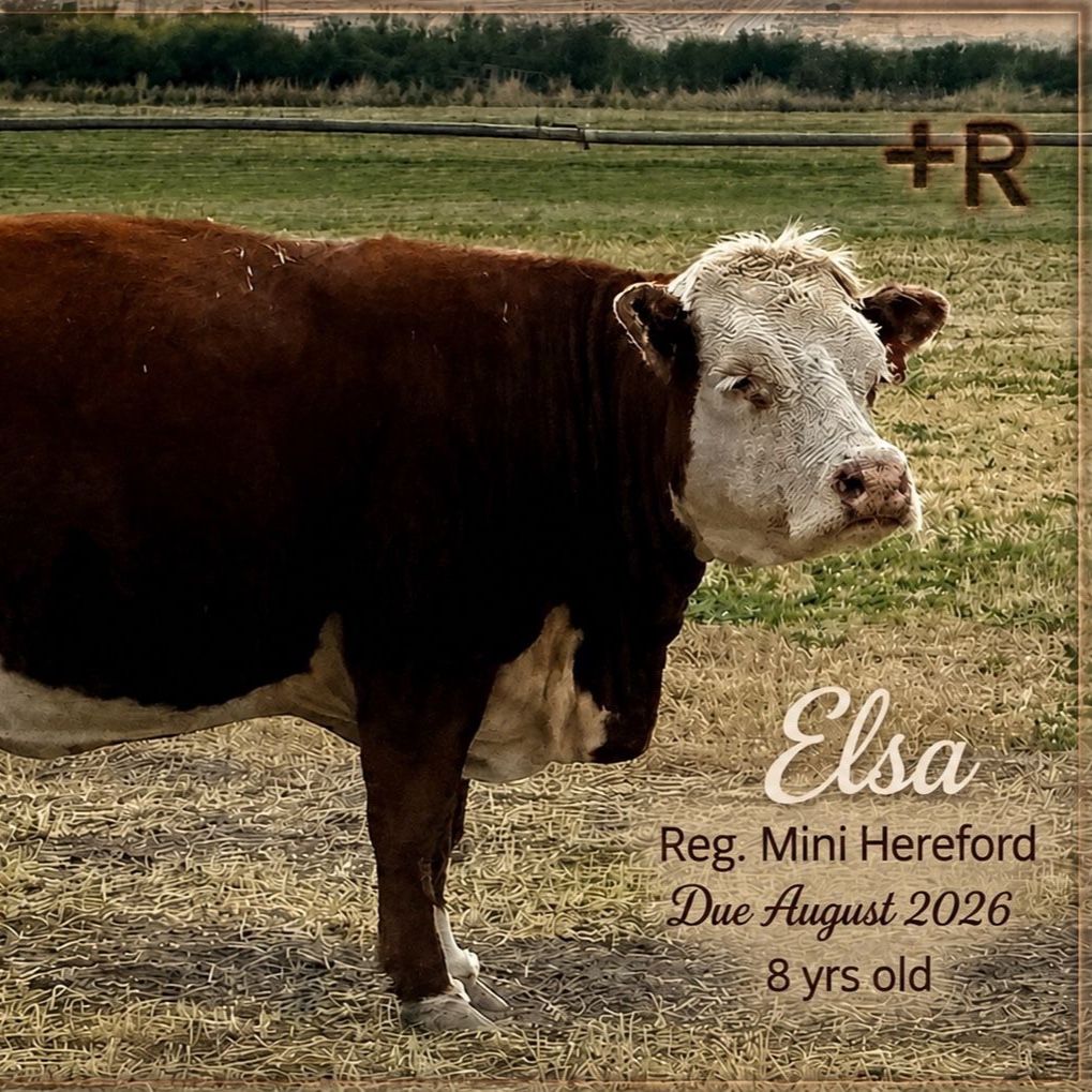 Bred Reg. mini Hereford cows