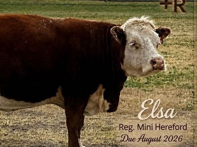 Bred Reg. mini Hereford cows
