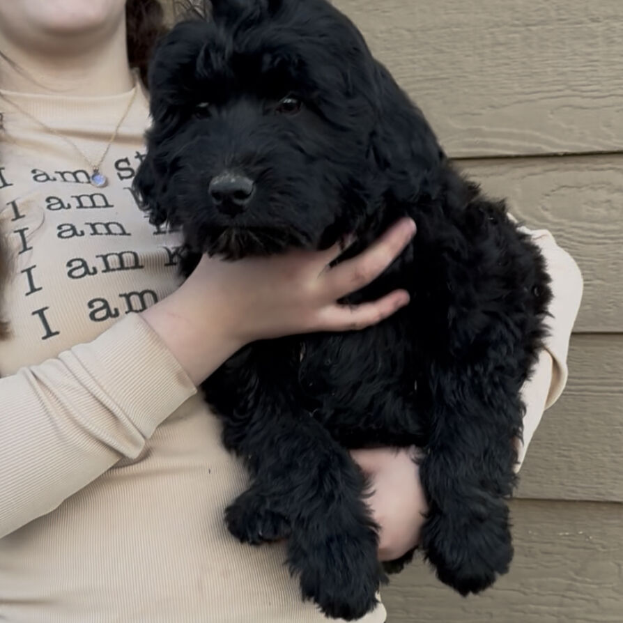 Female Aussiedoodle Puppy