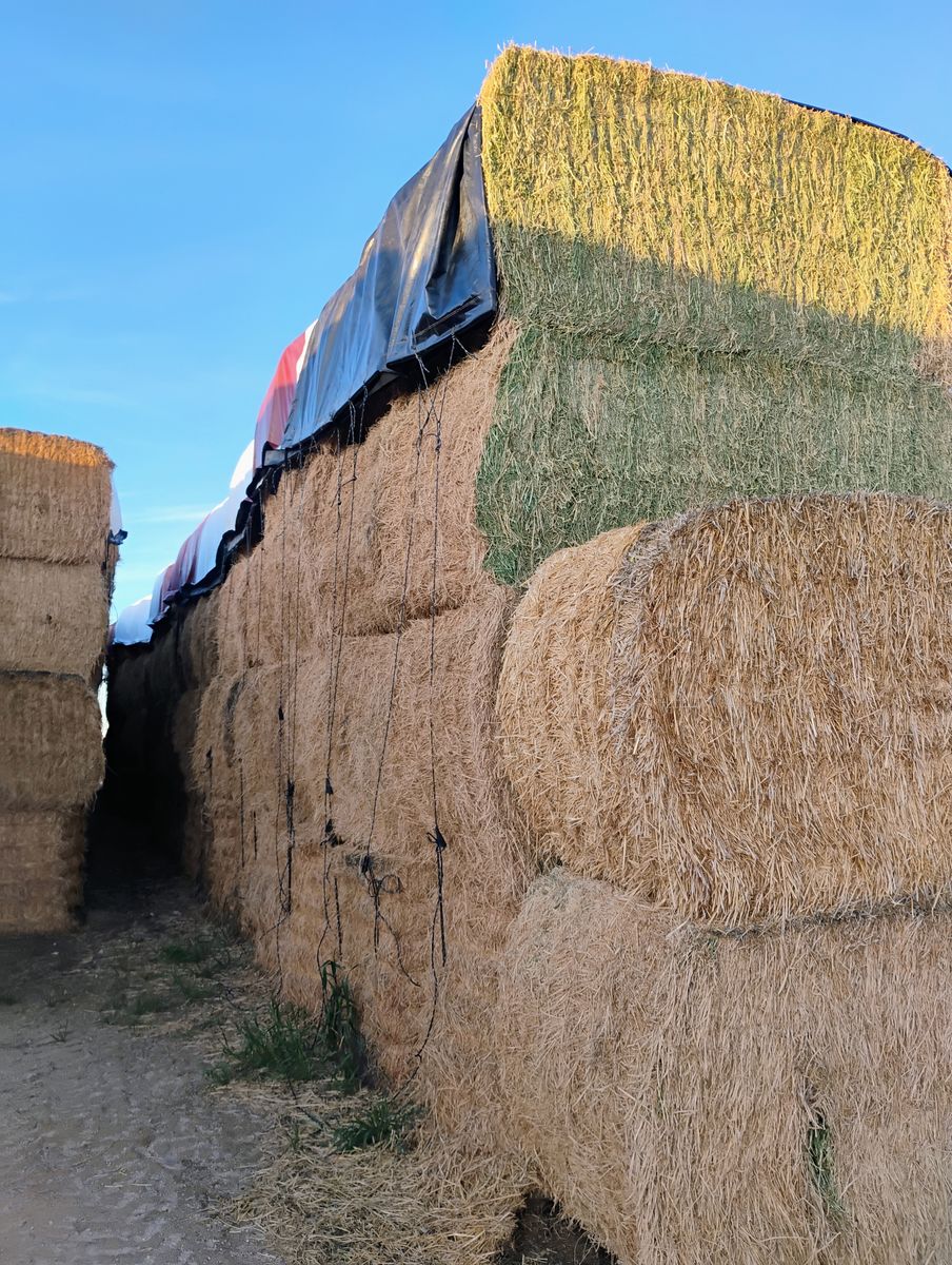 Alfalfa hay for sale