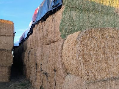 Alfalfa hay for sale