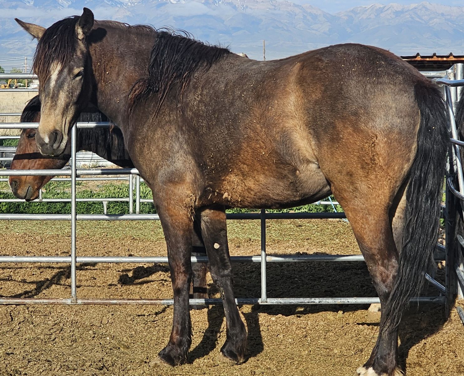 Half Draft 3 Year Old Mare - 15.2 hh