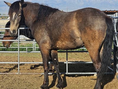 Half Draft 3 Year Old Mare - 15.2 hh