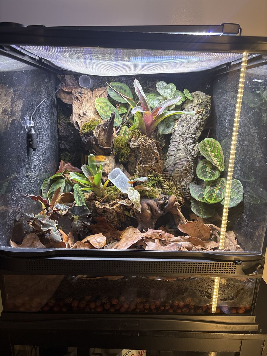 3 ThumBnail Dart Frog Tank