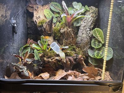3 ThumBnail Dart Frog Tank