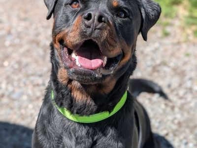 Professionally Trained Rottweiler