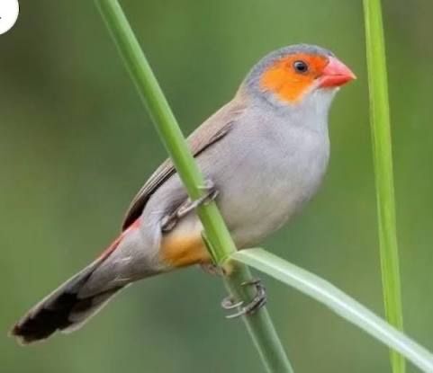 Orange Cheeked Waxbills