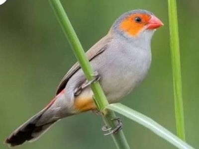 Orange Cheeked Waxbills