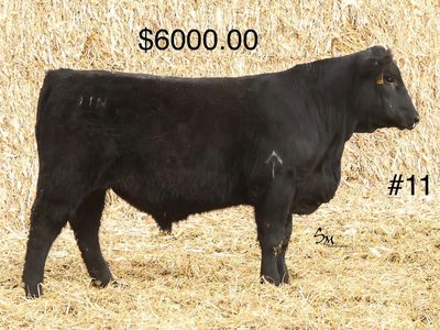 Black Angus Heifer Bulls