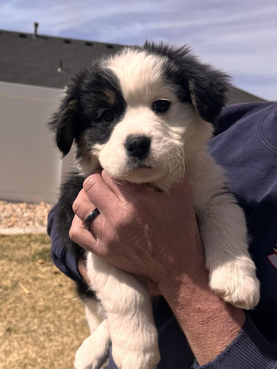 American Bulldog/ Pembroke Welsh Corgi