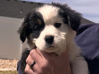 American Bulldog/ Pembroke Welsh Corgi