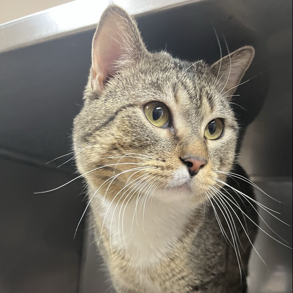 Hello my name is Flit