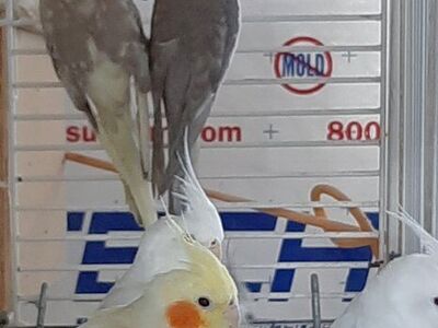 DYC cockatiel breeder pair